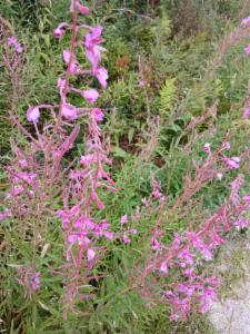 Click to view this image in a large viewer