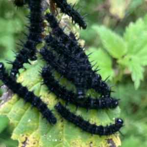 Click to view this image in a large viewer