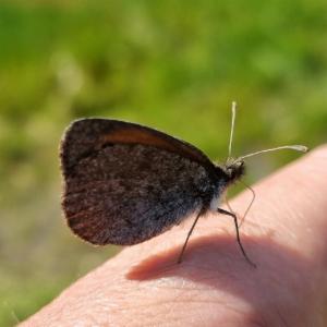 Click to view this image in a large viewer