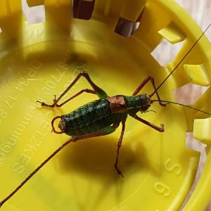 Click to view this image in a large viewer