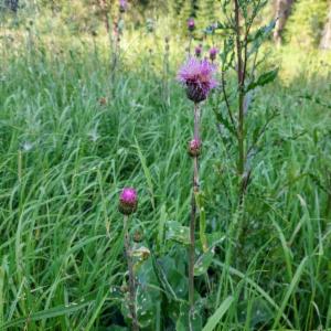 Click to view this image in a large viewer