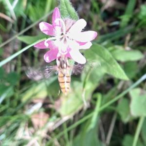 Click to view this image in a large viewer