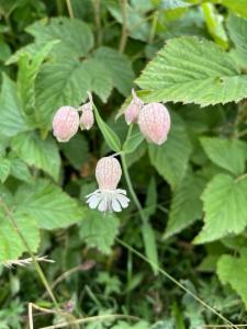 Click to view this image in a large viewer