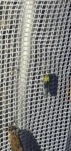 Click to view this image in a large viewer