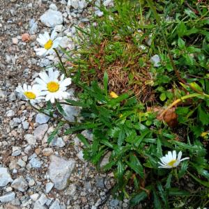 Click to view this image in a large viewer