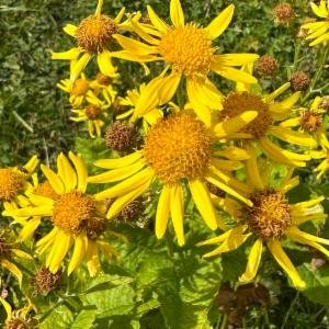 Click to view this image in a large viewer