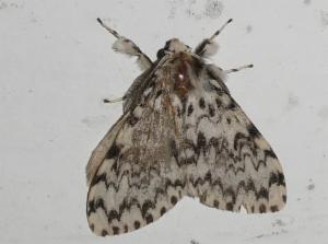 Click to view this image in a large viewer