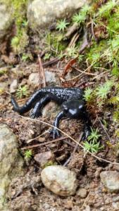 Click to view this image in a large viewer