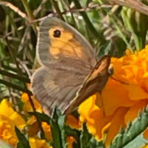 Click to view this image in a large viewer