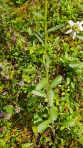 Click to view this image in a large viewer