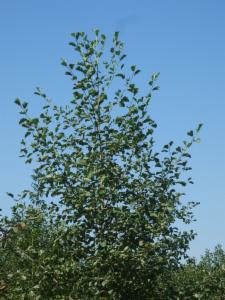 Click to view this image in a large viewer