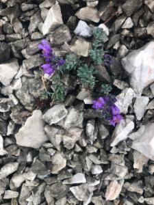 Click to view this image in a large viewer