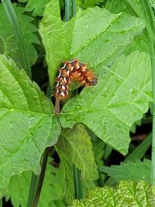 Click to view this image in a large viewer