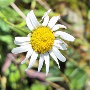 Click to view this image in a large viewer