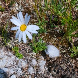 Click to view this image in a large viewer