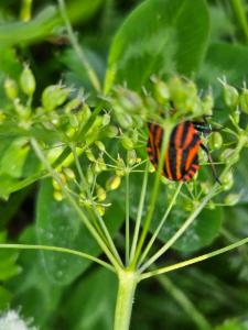 Click to view this image in a large viewer