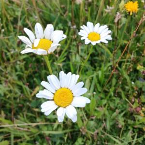 Click to view this image in a large viewer