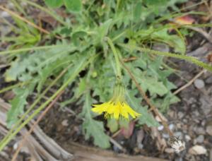 Click to view this image in a large viewer