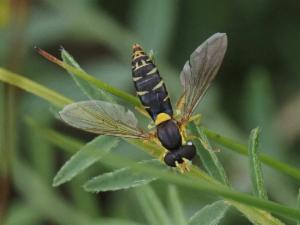 Click to view this image in a large viewer