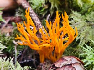 Click to view this image in a large viewer