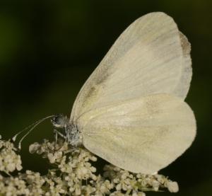 Click to view this image in a large viewer