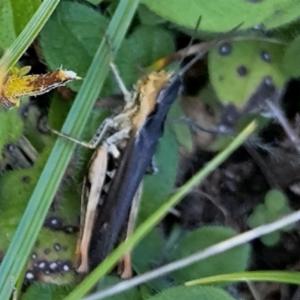 Click to view this image in a large viewer