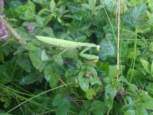 Click to view this image in a large viewer