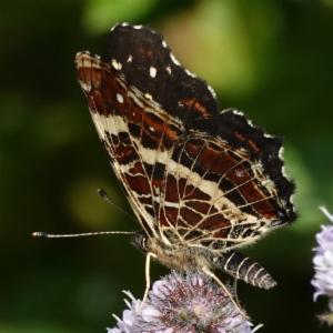 Click to view this image in a large viewer