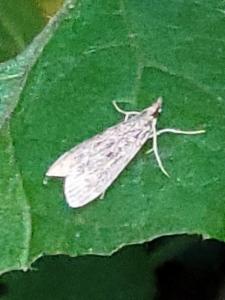 Click to view this image in a large viewer