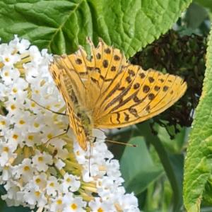 Click to view this image in a large viewer