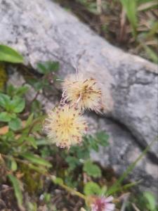 Click to view this image in a large viewer