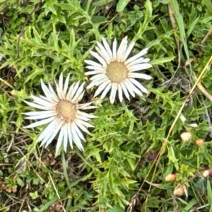 Click to view this image in a large viewer