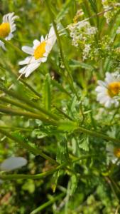 Click to view this image in a large viewer