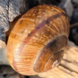 Click to view this image in a large viewer