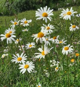 Click to view this image in a large viewer