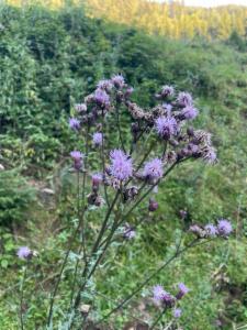 Click to view this image in a large viewer