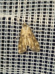 Click to view this image in a large viewer