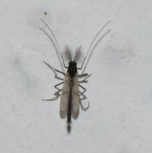 Click to view this image in a large viewer