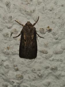 Click to view this image in a large viewer