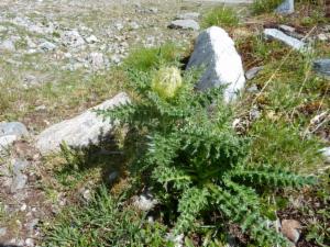 Click to view this image in a large viewer