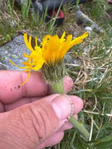 Click to view this image in a large viewer