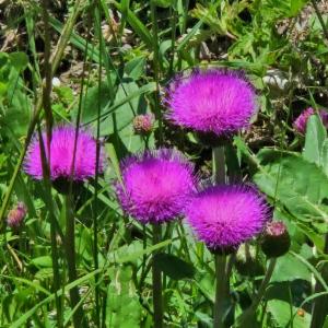 Click to view this image in a large viewer