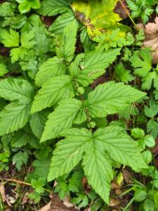 Click to view this image in a large viewer