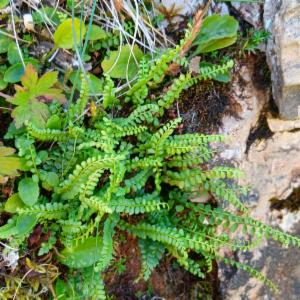 Click to view this image in a large viewer