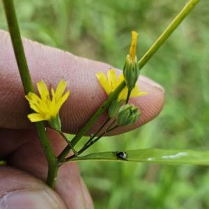 Click to view this image in a large viewer