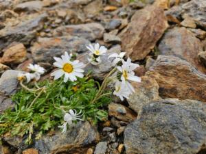 Click to view this image in a large viewer