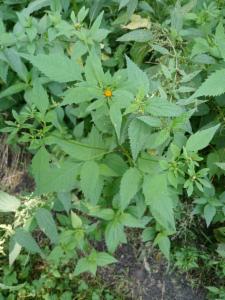 Click to view this image in a large viewer