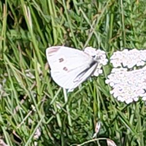 Click to view this image in a large viewer