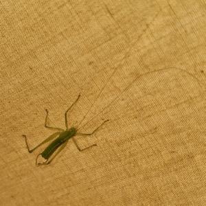 Click to view this image in a large viewer