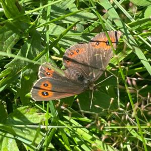 Click to view this image in a large viewer